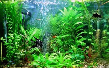 Насоси для акваріума (акваріумні) для перекачування води, циркуляційні (акваріумні) Насоси для акваріума (акваріумні) для перекачування води, циркуляційні