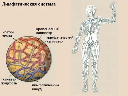 Порушення лімфосістеми що робити (лімфосістеми) Порушення лімфосістеми що робити