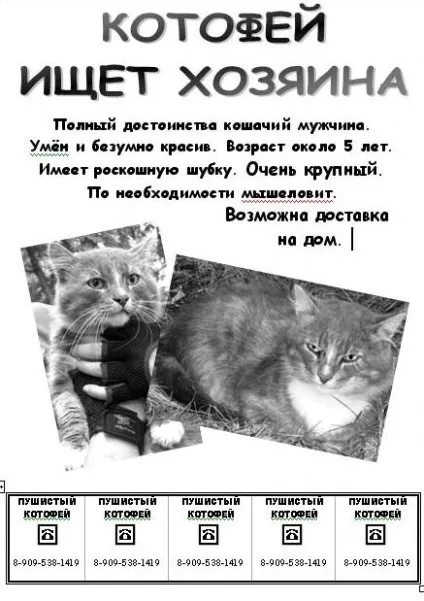 Знайдена кішка, кошеня, щеня - як прилаштувати домашні тварини (тварини) Знайдена кішка, кошеня, щеня - як прилаштувати домашні тварини