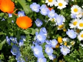 Немофіла вирощування і догляд (посів насіння немофіли) Немофіла вирощування і догляд