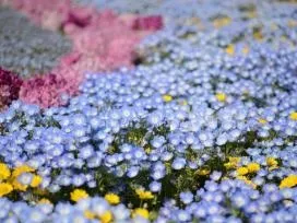 Немофіла вирощування і догляд (однорічні) Немофіла вирощування і догляд