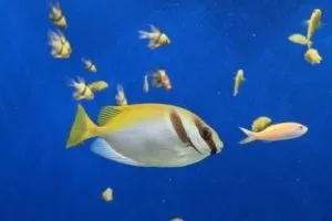 Кілька порад завжди потрапляти в фокус (фотобанки) Кілька порад завжди потрапляти в фокус
