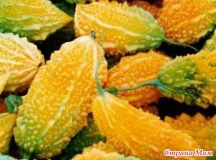 Незвичайні сорти огірків - сад, город - країна мам (огірків) Незвичайні сорти огірків - сад, город - країна мам