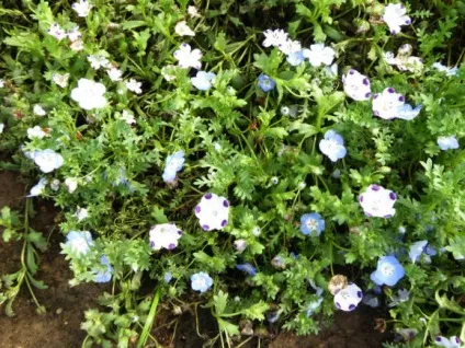 Немофіла вирощування, розмноження (Немофіла Менціса Penny) Немофіла вирощування, розмноження