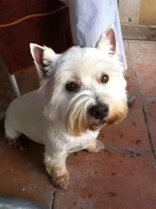 Вест тер'єр (west highland white terrier) (highland) Вест тер'єр (west highland white terrier)