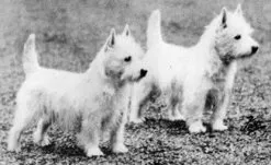 Вест тер'єр (west highland white terrier) (вест) Вест тер'єр (west highland white terrier)