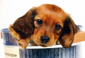 Вибираємо цуценя (для тих, у кого ніколи не було такси), такса-сайт (було) Вибираємо цуценя (для тих, у кого ніколи не було такси), такса-сайт