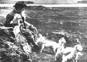 Вест тер'єр (west highland white terrier) (тер'єр) Вест тер'єр (west highland white terrier)