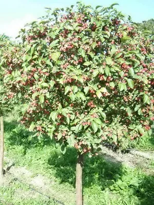 Види, типи і сорти яблунь з фото і описом (яблунь) Види, типи і сорти яблунь з фото і описом