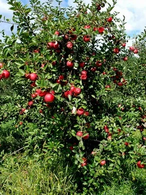 Види, типи і сорти яблунь з фото і описом (фото) Види, типи і сорти яблунь з фото і описом