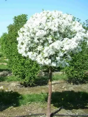 Види, типи і сорти яблунь з фото і описом (сорти) Види, типи і сорти яблунь з фото і описом