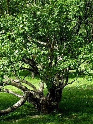 Види, типи і сорти яблунь з фото і описом (яблунь) Види, типи і сорти яблунь з фото і описом