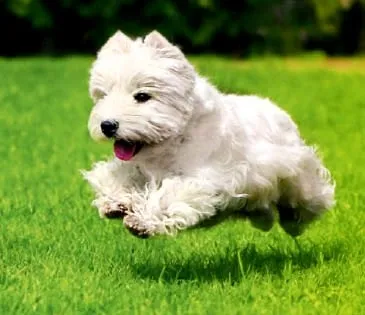 Вест тер'єр (west highland white terrier) (тер'єр) Вест тер'єр (west highland white terrier)
