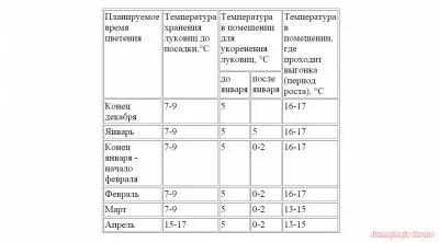 Вигонка нарцисів - нарциси - квітникарство - бібліотека - сімейна ферма (нарциси) Вигонка нарцисів - нарциси - квітникарство - бібліотека - сімейна ферма