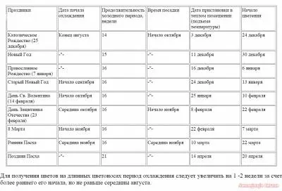 Вигонка нарцисів - нарциси - квітникарство - бібліотека - сімейна ферма (вигонка) Вигонка нарцисів - нарциси - квітникарство - бібліотека - сімейна ферма