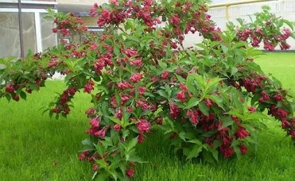 Види квітників і клумб, своїми руками (садиба) (клумба квітник альпінарій рабатка міксборер) Види квітників і клумб, своїми руками (садиба)