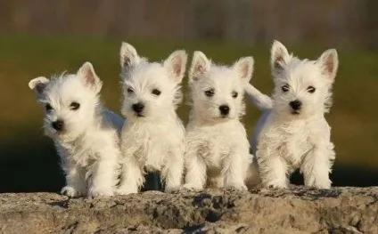 Вест тер'єр (west highland white terrier) (тер'єр) Вест тер'єр (west highland white terrier)