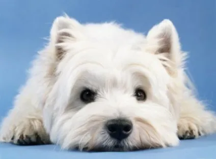 Вест тер'єр (west highland white terrier) (highland) Вест тер'єр (west highland white terrier)