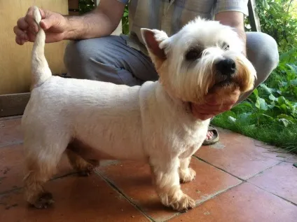 Вест тер'єр (west highland white terrier) (highland) Вест тер'єр (west highland white terrier)