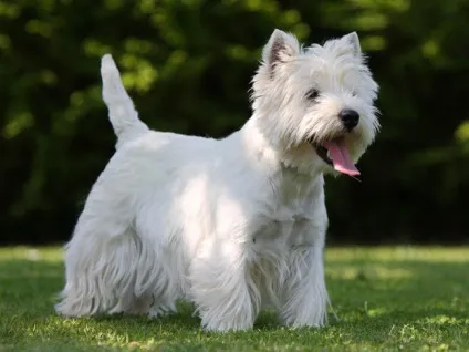 Вест тер'єр (west highland white terrier) (west) Вест тер'єр (west highland white terrier)