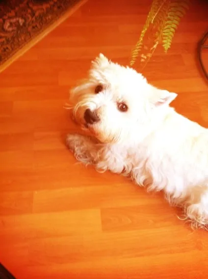 Вест тер'єр (west highland white terrier) (вест) Вест тер'єр (west highland white terrier)