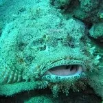 Мешканці червоного моря - прості відповіді на складні питання (моря) Мешканці червоного моря - прості відповіді на складні питання