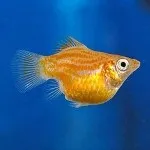 Мешканці червоного моря - прості відповіді на складні питання (моря) Мешканці червоного моря - прості відповіді на складні питання