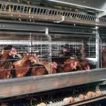 Устаткування і клітки для утримання курей несучок (обладнання) Устаткування і клітки для утримання курей несучок