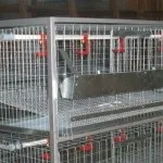 Устаткування і клітки для утримання курей несучок (обладнання) Устаткування і клітки для утримання курей несучок