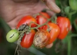 Обробка помідор молоком, вирости сад!