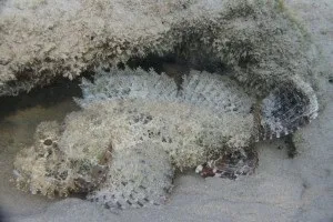 Мешканці червоного моря - прості відповіді на складні питання (жителі червоного моря) Мешканці червоного моря - прості відповіді на складні питання