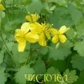 Про настоянці чистотілу на горілці - приготування, застосування, властивості (чистотілу) Про настоянці чистотілу на горілці - приготування, застосування, властивості