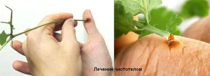 Про настоянці чистотілу на горілці - приготування, застосування, властивості (чистотіл настоянка на горілці) Про настоянці чистотілу на горілці - приготування, застосування, властивості