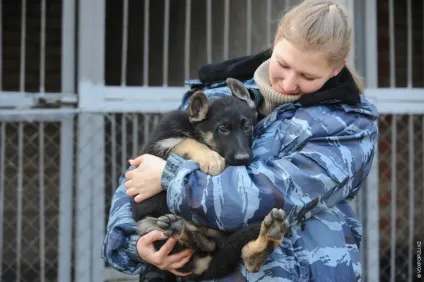 Один день з життя до-9 службові собаки (фото) Один день з життя до-9 службові собаки