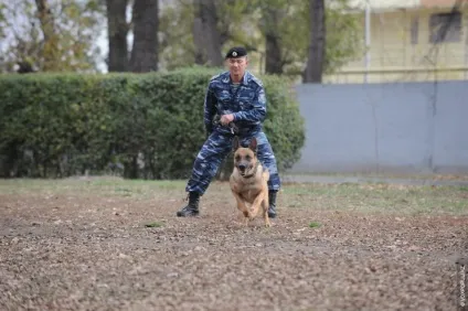 Один день з життя до-9 службові собаки (життя) Один день з життя до-9 службові собаки