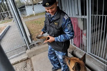 Один день з життя до-9 службові собаки (фото) Один день з життя до-9 службові собаки