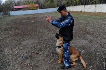 Один день з життя до-9 службові собаки (день) Один день з життя до-9 службові собаки