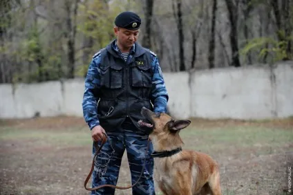 Один день з життя до-9 службові собаки (репортаж) Один день з життя до-9 службові собаки
