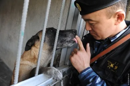 Один день з життя до-9 службові собаки (день) Один день з життя до-9 службові собаки