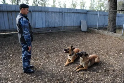 Один день з життя до-9 службові собаки (один) Один день з життя до-9 службові собаки