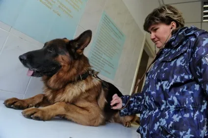 Один день з життя до-9 службові собаки (один) Один день з життя до-9 службові собаки