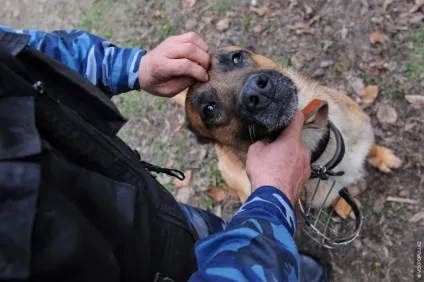 Один день з життя до-9 службові собаки (vox populi) Один день з життя до-9 службові собаки