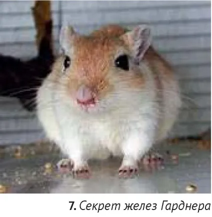 Офтальмологічні захворювання дрібних домашніх тварин (дрібних) Офтальмологічні захворювання дрібних домашніх тварин