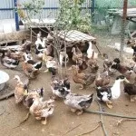 Опис популярних порід домашніх качок і особливості догляду за ними (качок) Опис популярних порід домашніх качок і особливості догляду за ними