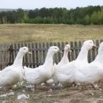 Опис популярних порід домашніх качок і особливості догляду за ними (особливо) Опис популярних порід домашніх качок і особливості догляду за ними