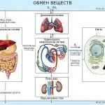 Про різних маслах для здорового харчування людини (здорове харчування) Про різних маслах для здорового харчування людини