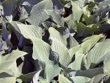 Осінній пізньоцвіт - посадка і догляд у відкритому грунті, фото пізньоцвіту, пересадка (осінь) Осінній пізньоцвіт - посадка і догляд у відкритому грунті, фото пізньоцвіту, пересадка