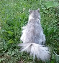 Основні помилки в спілкуванні з кішками (активно кусають одне одного) Основні помилки в спілкуванні з кішками