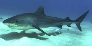 Небезпечні риби червоного моря (небезпечні) Небезпечні риби червоного моря