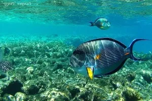 Небезпечні риби червоного моря (моря) Небезпечні риби червоного моря